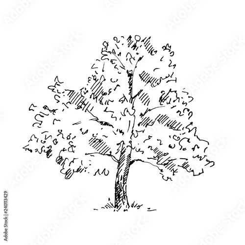 Hand drawn tree. Sketch. Vector illustration.