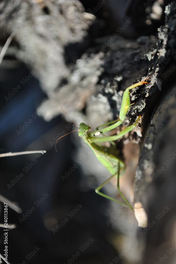 European mantis or Mantis religiosa sitting on old tree bark, close up macro detail, soft blurry dark gray background European mantis or Mantis religiosa sitting on old tree bark, close up macro detail, soft blurry dark gray background