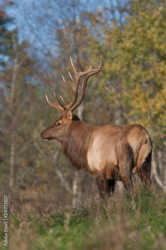 Bull elk – Photographed in Elk State Forest, Elk County, Benezette, Pennsylvania