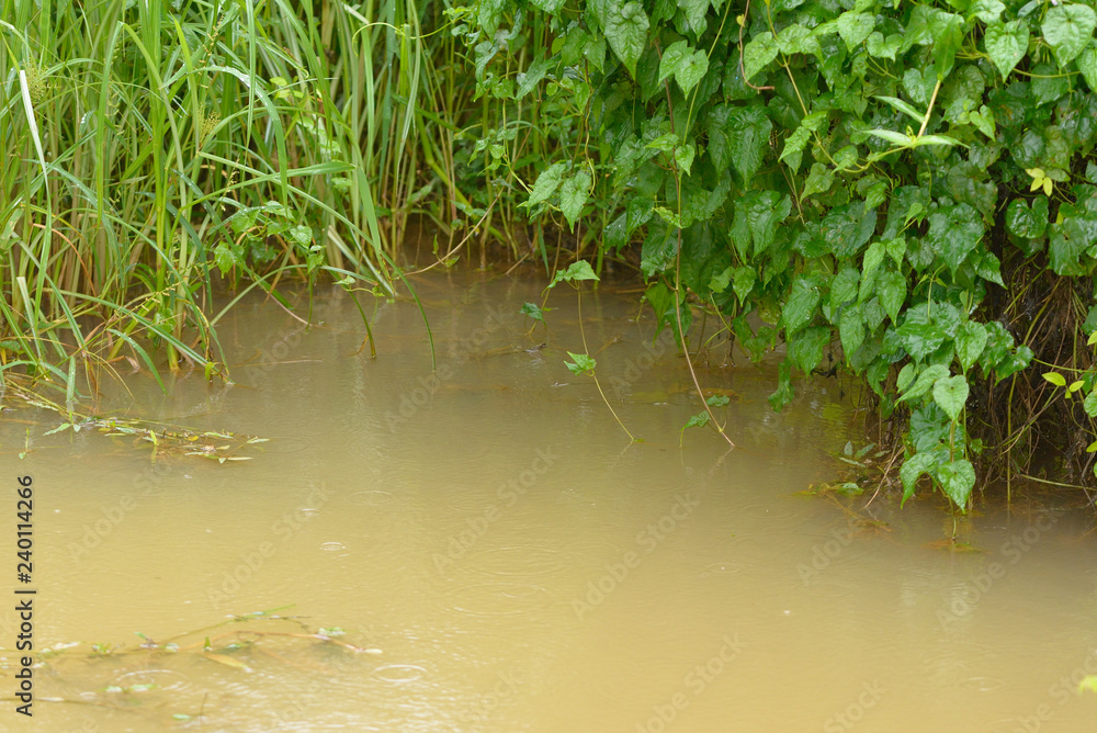Naklejka premium After rain water