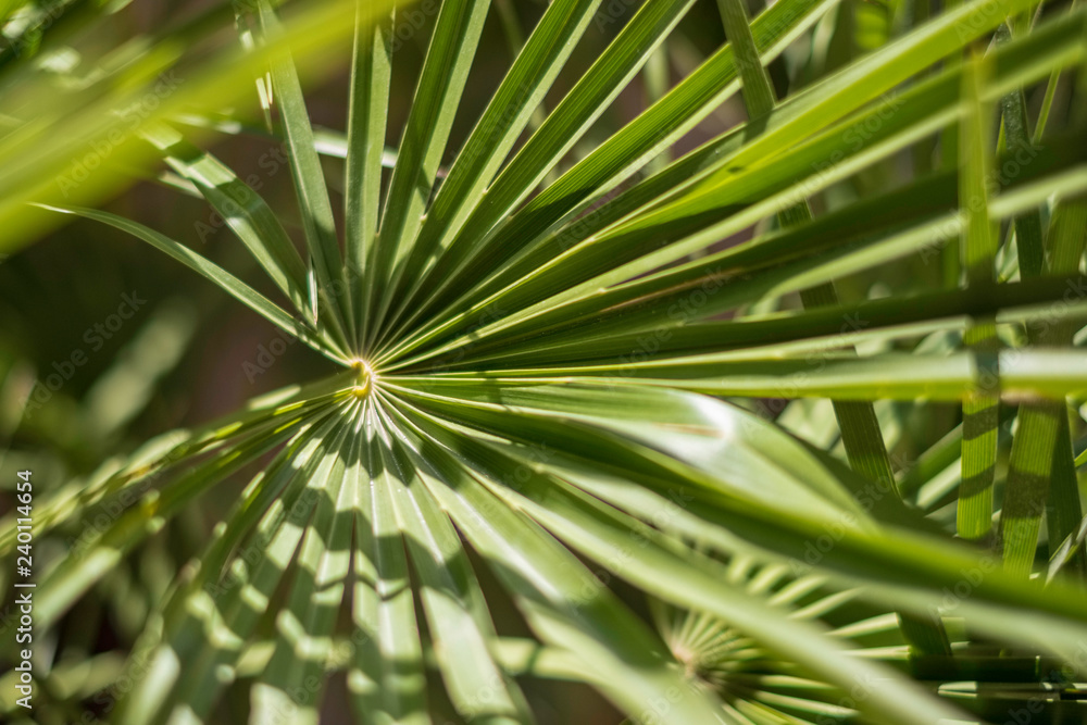 palm leaf on blurred green palm background palm leaf on blurred green palm background
