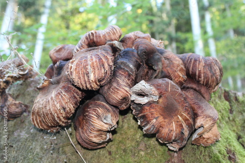 Pilze im Wald © mg photo