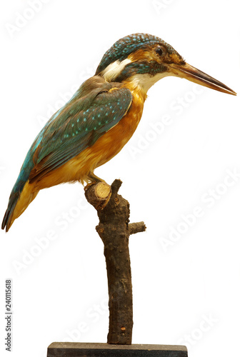 Kingfisher taxidermy objects