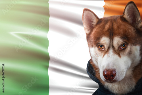 Patriotic dog proudly in front of Ireland flag. Portrait siberian husky in sweatshirt in the rays of bright sun. © Konstantin