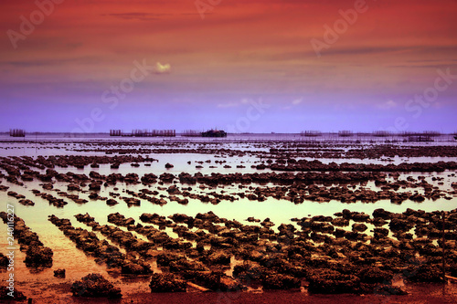 Natural oyster farms at sea in eastern thailand