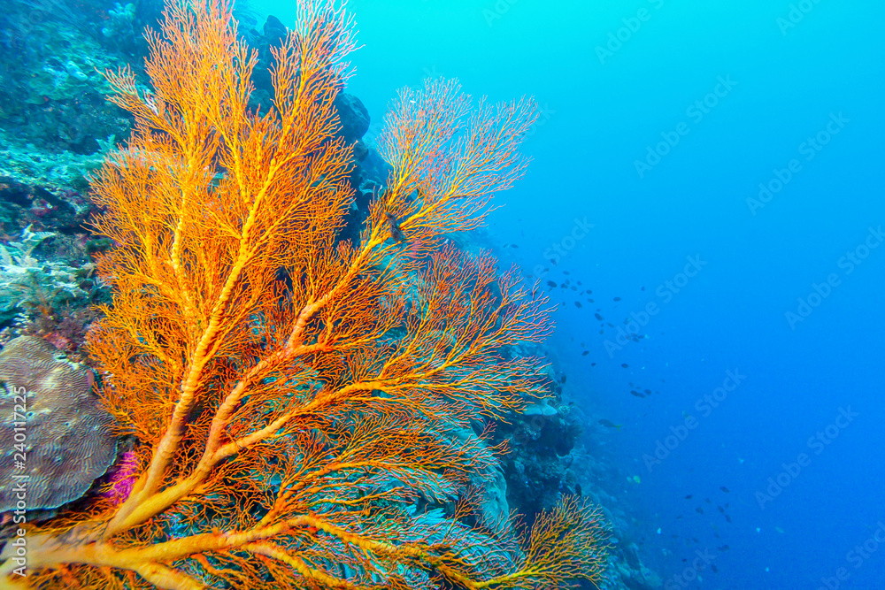 Obraz premium Coral garden in Caribbean