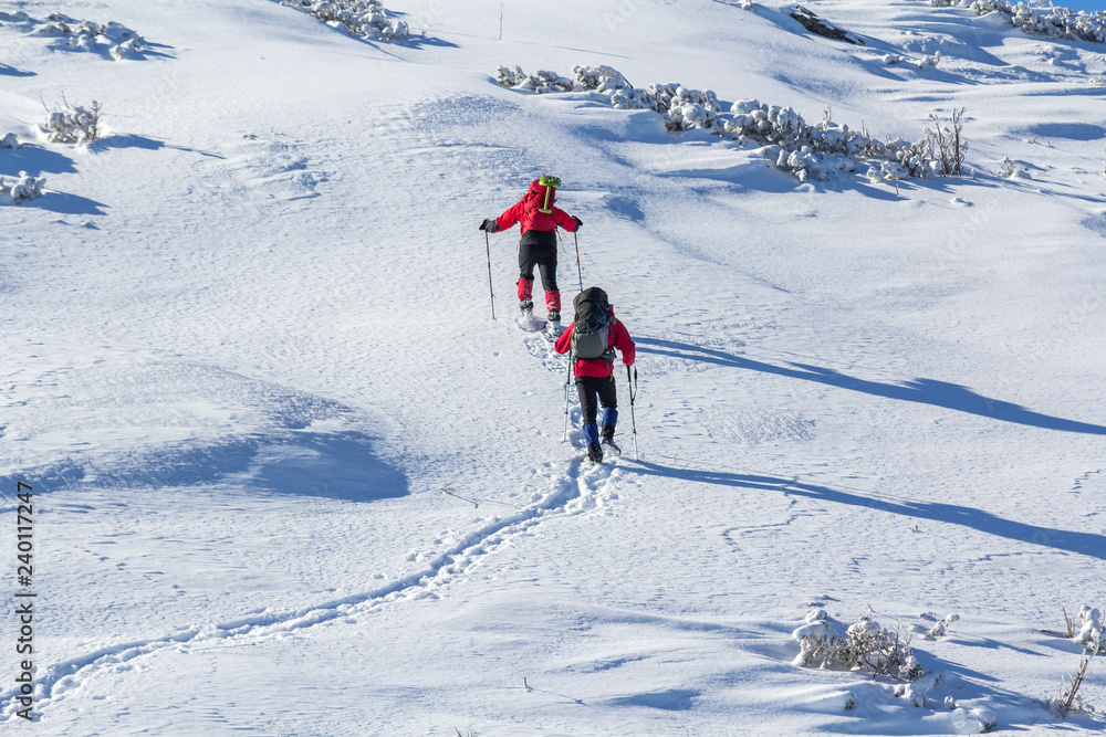 Back view of two tourist hikers with backpacks and hiking poles ascending snowy mountain slope on sunny winter day on white snow copy space background. Extreme sport, recreation, winter holidays.