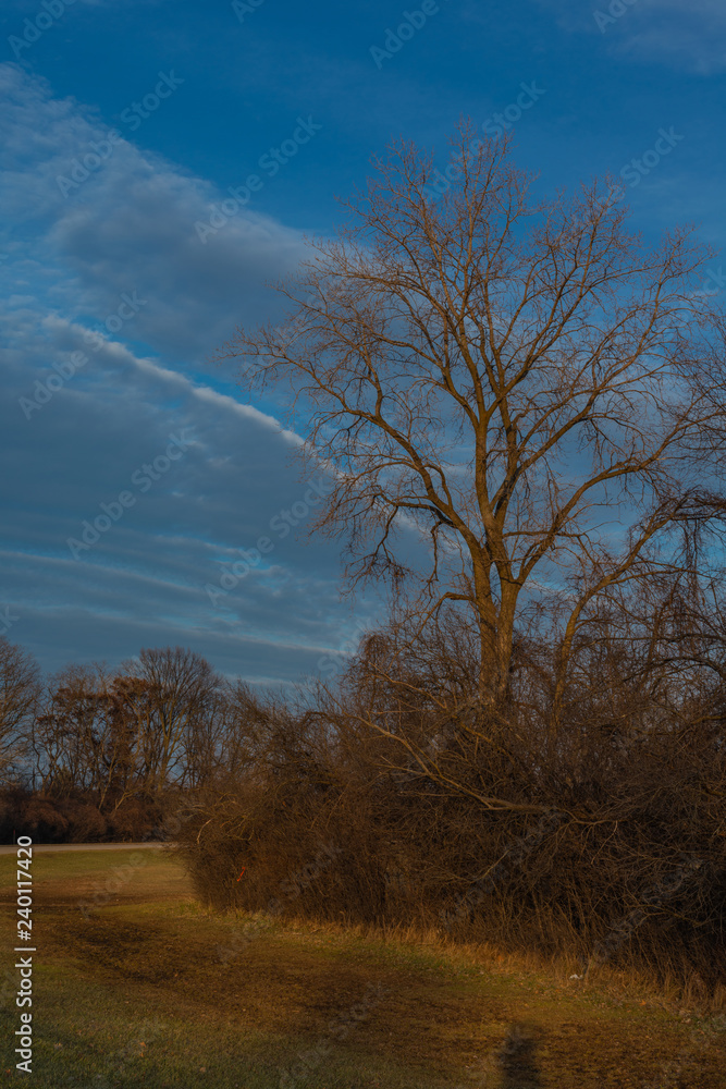 Tree with bushes in park