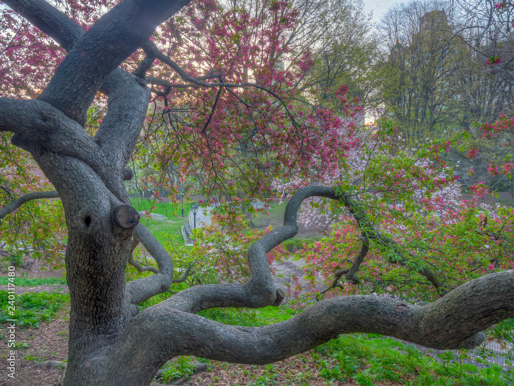 Central Park, New York City in spring Central Park, New York City in spring