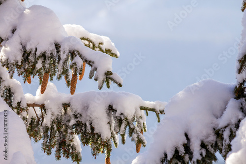 Fir-tree branches with green needles and cones covered with deep fresh clean snow and hoarfrost on blurred blue outdoors copy space background. Merry Christmas and Happy New Year greeting card. © bilanol
