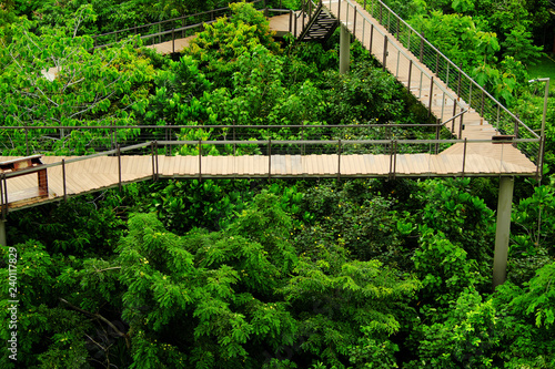 Fototapeta Naklejka Na Ścianę i Meble -  Walking paths in the wild in the tropics.