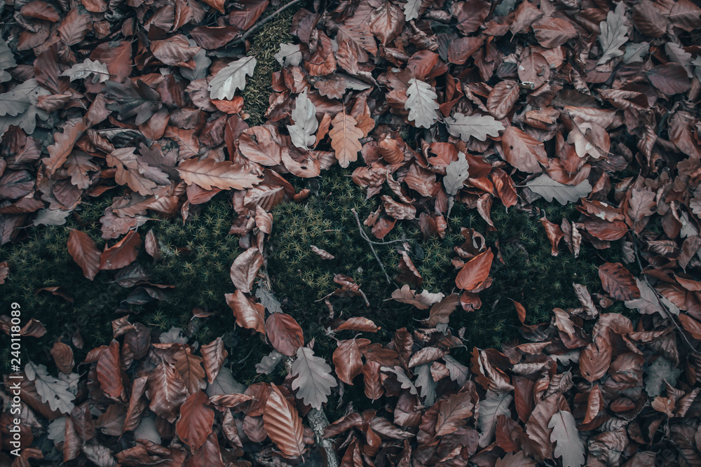 Obraz premium Autmun