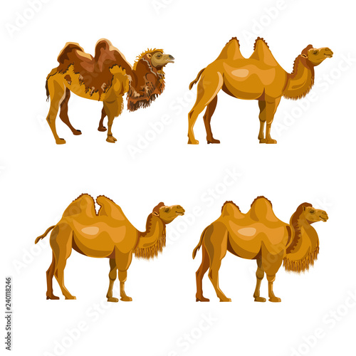 Collection of bactrian camels