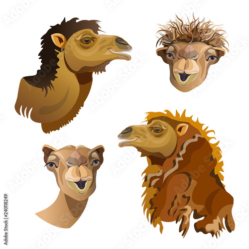 Head of camel set