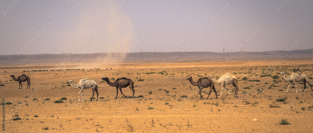 Jordan - October 01, 2018: Wild camels in the countryside of Jordan
