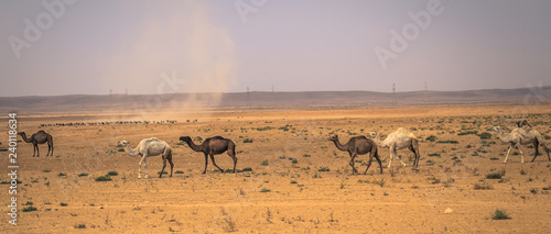 Jordan - October 01, 2018: Wild camels in the countryside of Jordan © rpbmedia