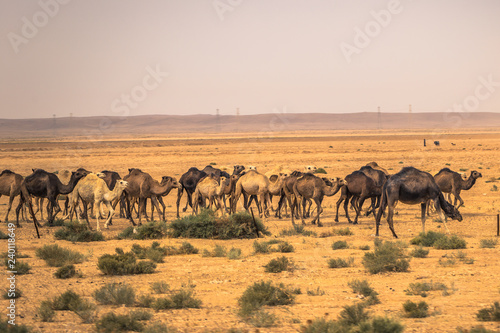 Jordan - October 01  2018  Wild camels in the countryside of Jordan