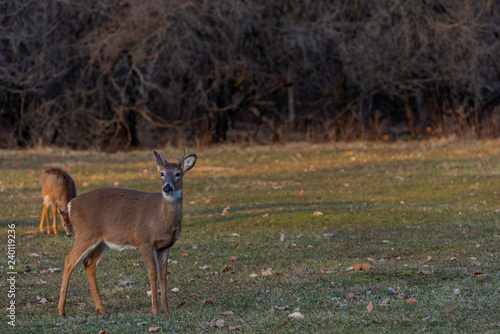 Deer at sunset on the grass