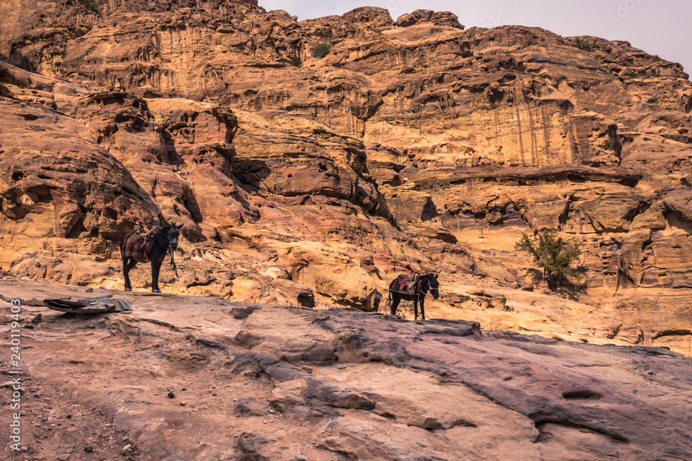 Petra - October 01, 2018: Ruins of the ancient city of Petra, Wonder of the World, Jordan Petra - October 01, 2018: Ruins of the ancient city of Petra, Wonder of the World, Jordan