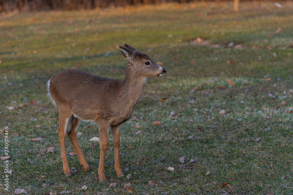 Young deer on the grass at sunset