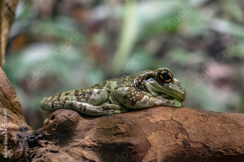 Amazon Milk Frog portrait