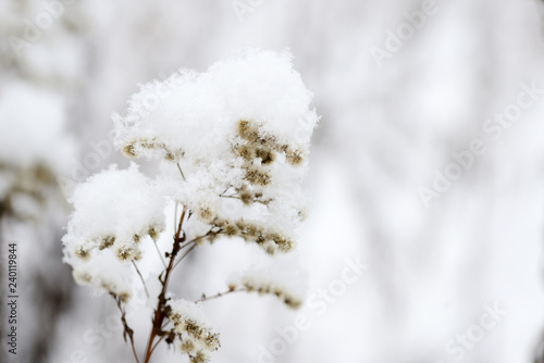 Fluffy snow on dry grass in the winter forest close up