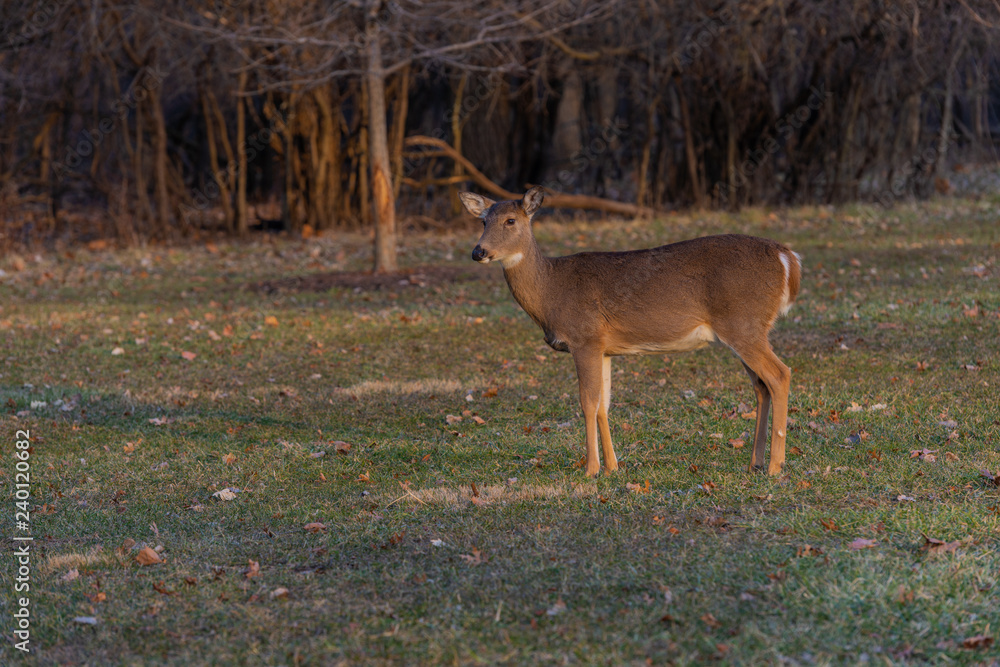 At sunset deer on the grass At sunset deer on the grass