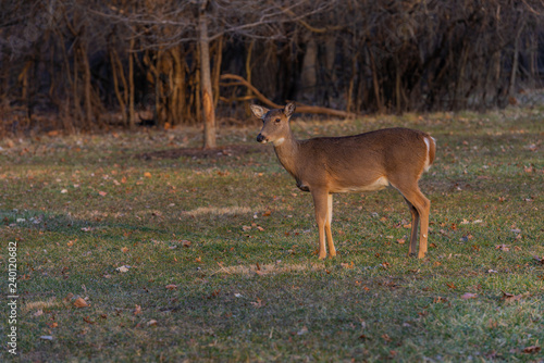 At sunset deer on the grass © Arthur