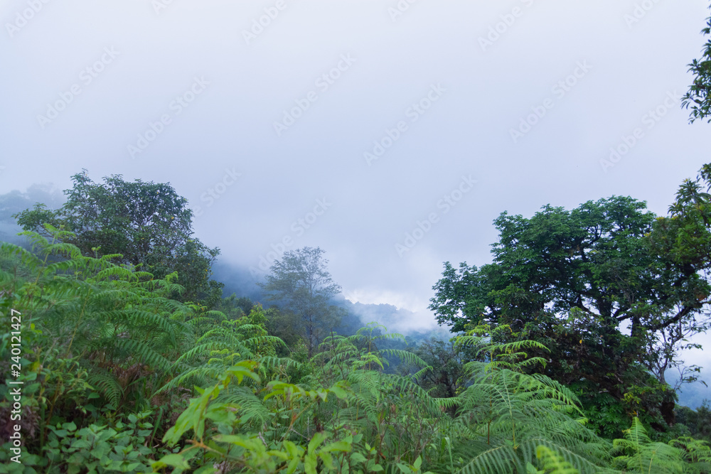 heavy fog, cloud and mist in tropical rainforest in mon jong doi at Chaing mai, Thailand