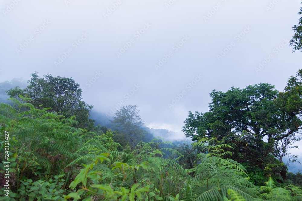 heavy fog, cloud and mist in tropical rainforest in mon jong doi at Chaing mai, Thailand heavy fog, cloud and mist in tropical rainforest in mon jong doi at Chaing mai, Thailand