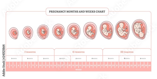 Pregnancy month, weeks and trimesters chart with stages of embryo development - infographic of process of human fetal growth in vector illustration isolated on white background.