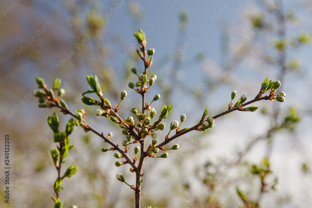 Spring has come, the first green. Nature wakes up. Dissolve the first leaves on the branches. Green house on the windowsill. Warm days. The branches of a maple in the circle. Kidney trees disclosed. Spring has come, the first green. Nature wakes up. Dissolve the first leaves on the branches. Green house on the windowsill. Warm days. The branches of a maple in the circle. Kidney trees disclosed.