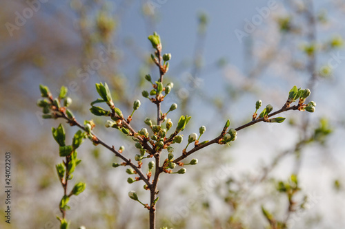 Spring has come, the first green. Nature wakes up. Dissolve the first leaves on the branches. Green house on the windowsill. Warm days. The branches of a maple in the circle. Kidney trees disclosed.