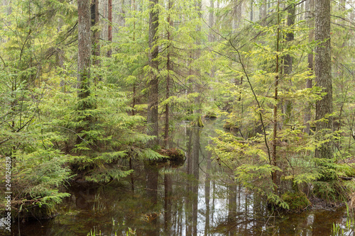 Springtime wet mixed forest with standing water