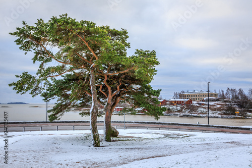 Snow covered tree in Brunnsparken, Helskinki photo