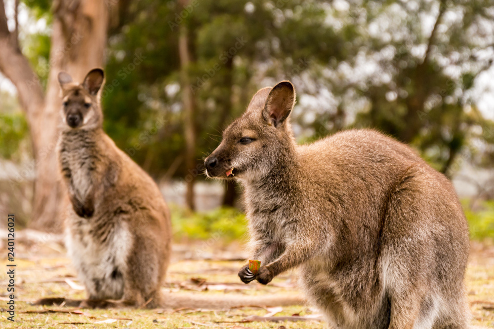 Fototapeta Zwei Kängurus auf Tasmanien