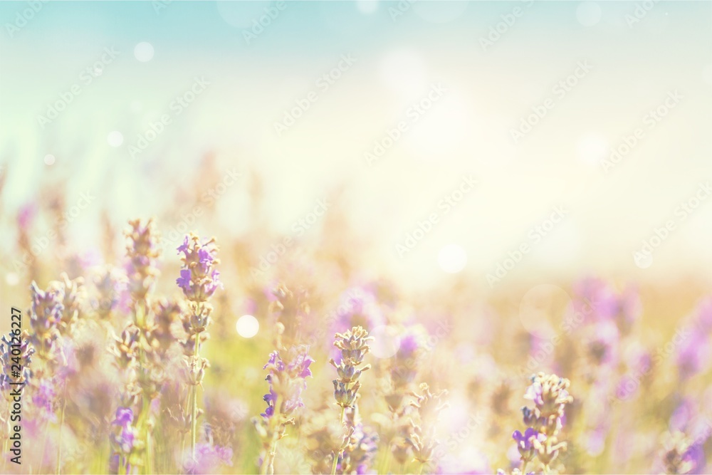 Naklejka premium Beautiful violet lavender field