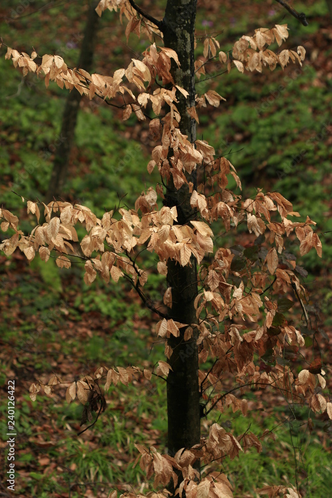Dried tree leaf Dried tree leaf