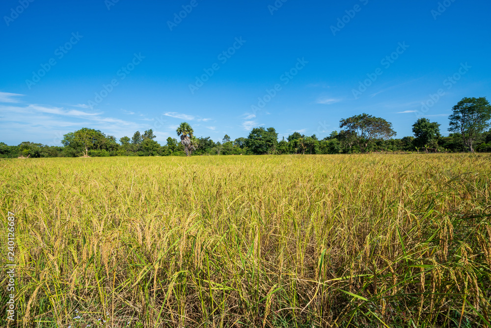 Rice field in Cambodia Rice field in Cambodia
