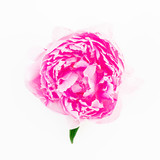 Pink peony flower isolated on white background. Flat lay, top view