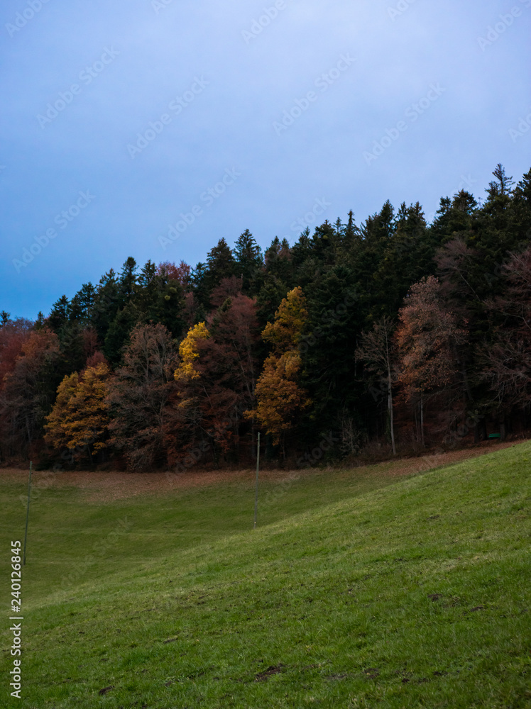 Mountain trees with different colours