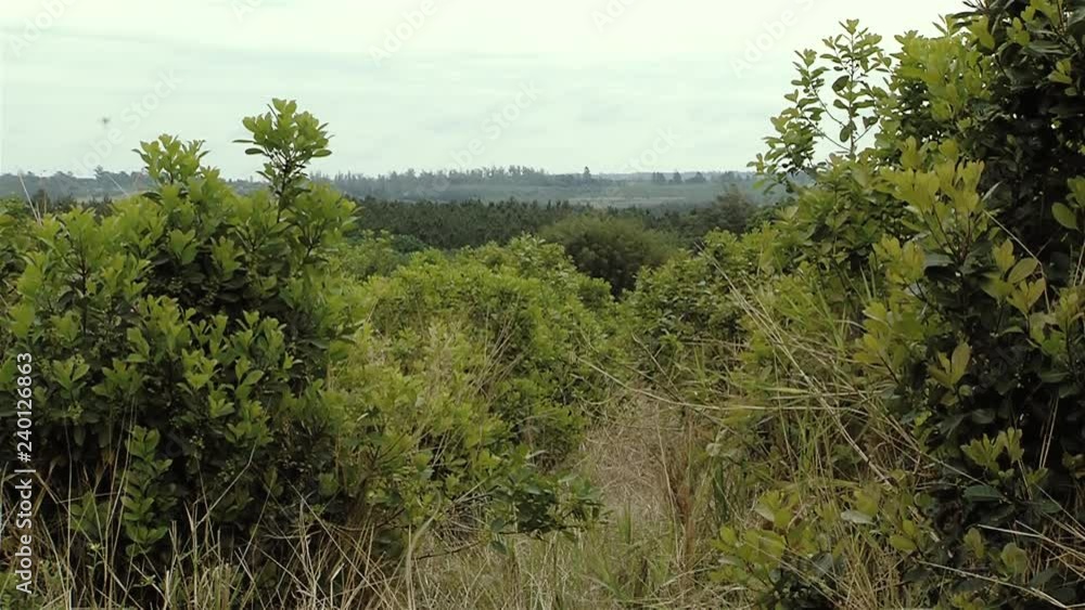 Plantation Field of Yerba Mate, in Misiones (Argentina). Plantation Field of Yerba Mate, in Misiones (Argentina).