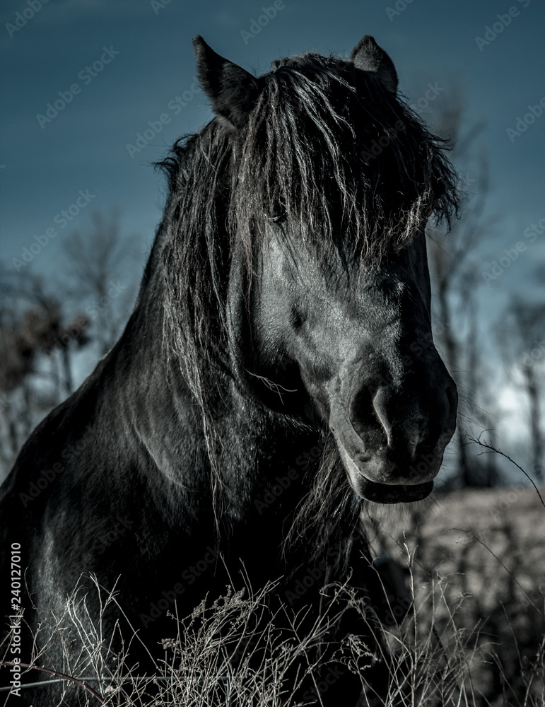 Beautiful black horse with long hair Stock Photo | Adobe Stock