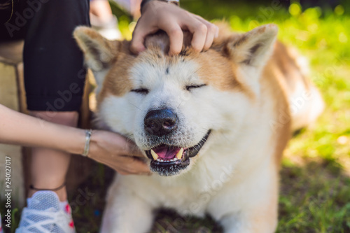Fotografi Japanese dog Akita inu portrait with young woman outdoors