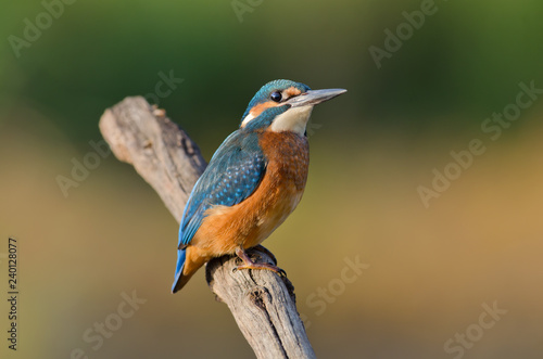 Common Kingfisher © Sergey Ryzhkov