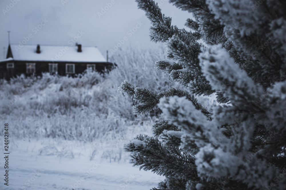 beautiful snow covered trees on a frosty winter day beautiful snow covered trees on a frosty winter day