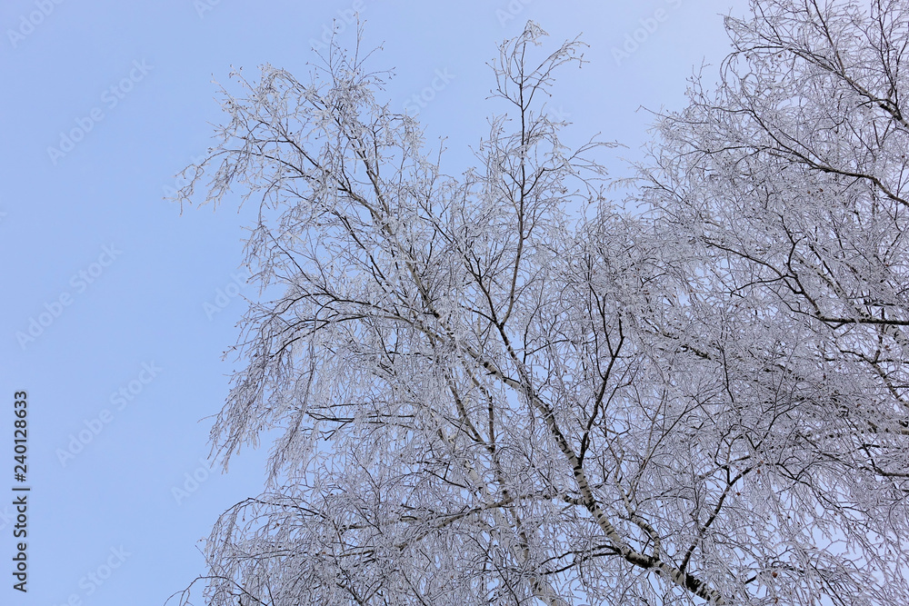 Beautiful winter landscape. Frozen trees in a cold forest in winter against the sky. Christmas background Beautiful winter landscape. Frozen trees in a cold forest in winter against the sky. Christmas background