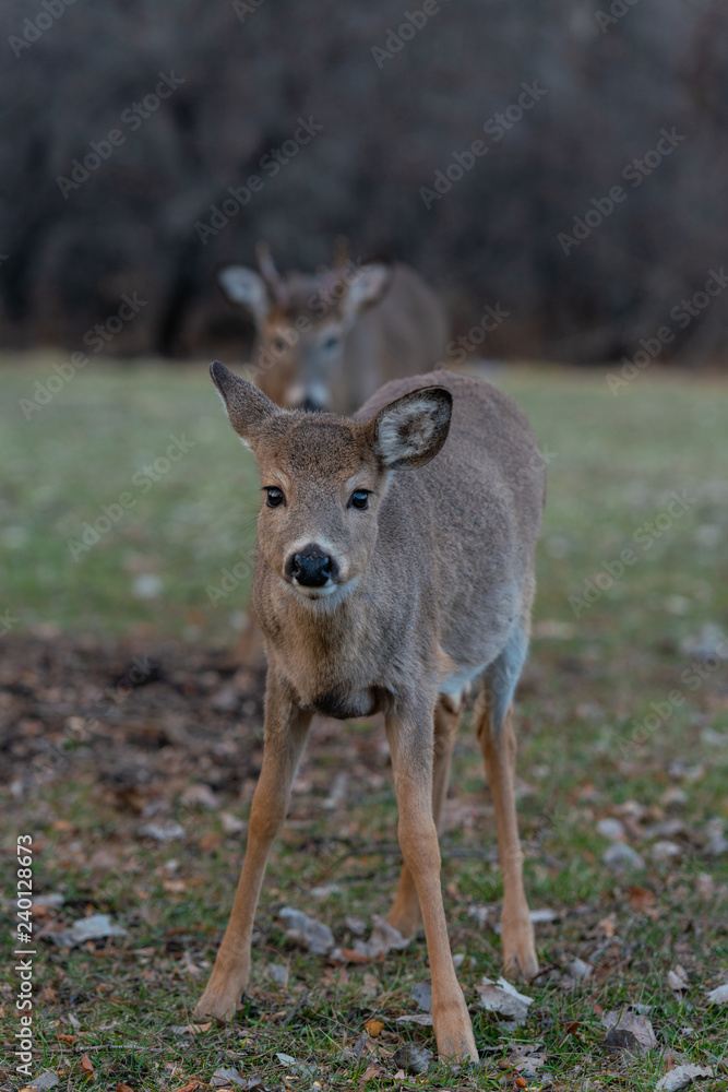 Fototapeta premium Young deer in the forest