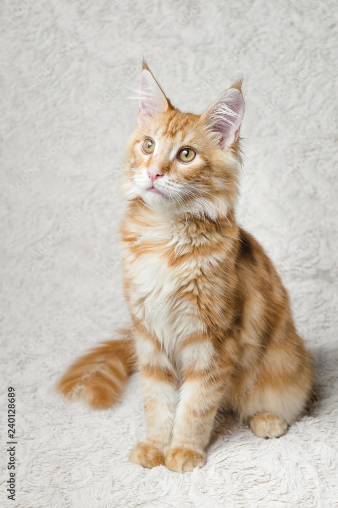 Fototapeta premium рыжий кот мейн-кун сидит на диване