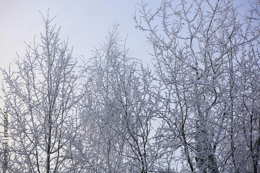 Beautiful winter landscape. Frozen trees in a cold forest in winter against the sky. Christmas background Beautiful winter landscape. Frozen trees in a cold forest in winter against the sky. Christmas background